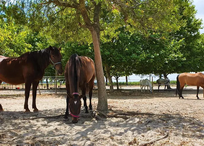 Quinta Cavaluz * Poceirao