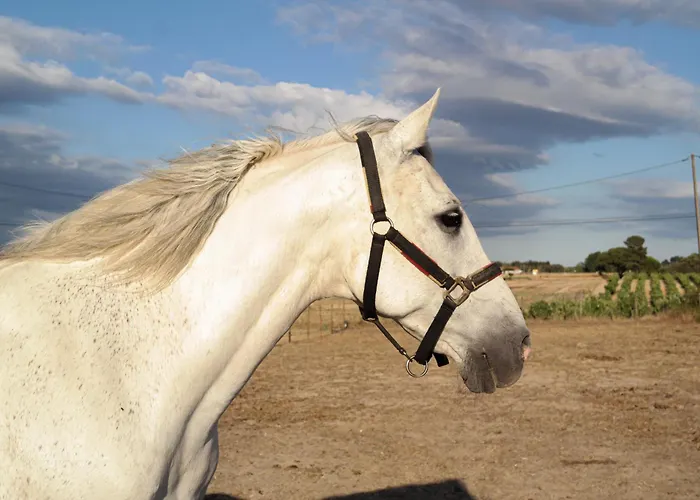 Quinta Cavaluz Poceirao