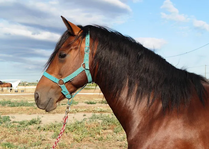 Quinta Cavaluz Feriehus